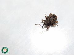 Conotrachelus psidii