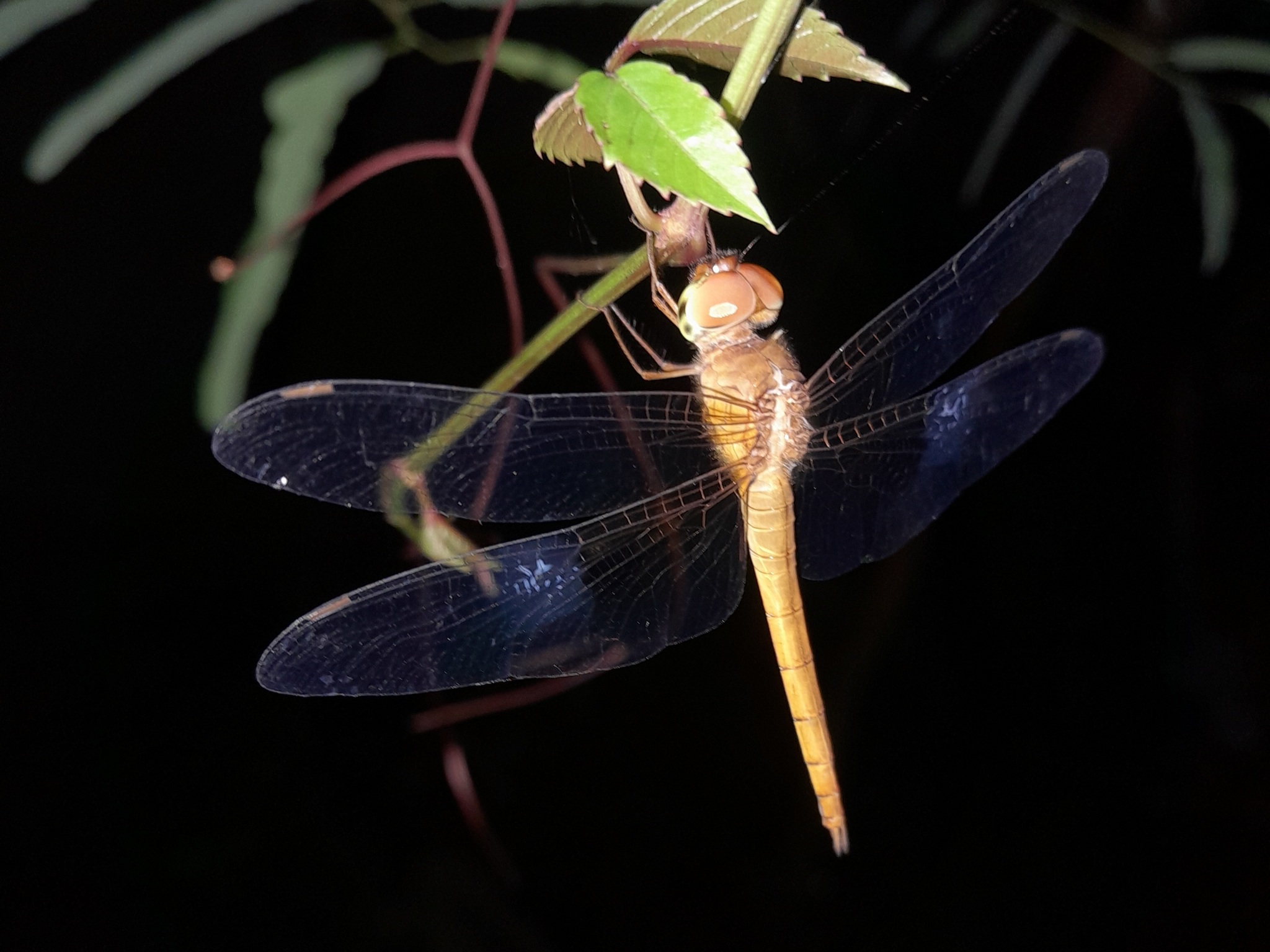 Coral-Tailed Cloudwing