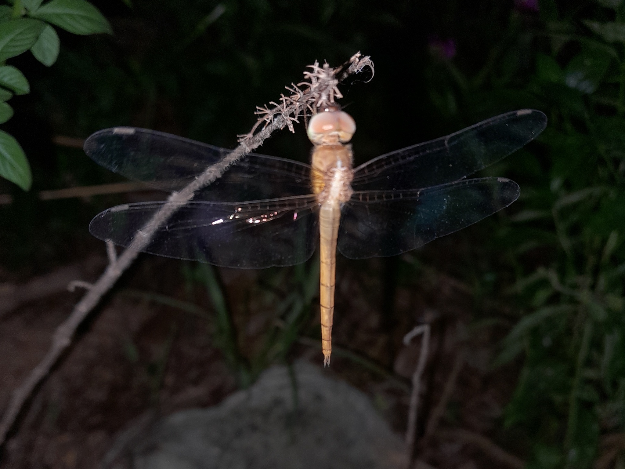 Coral-Tailed Cloudwing
