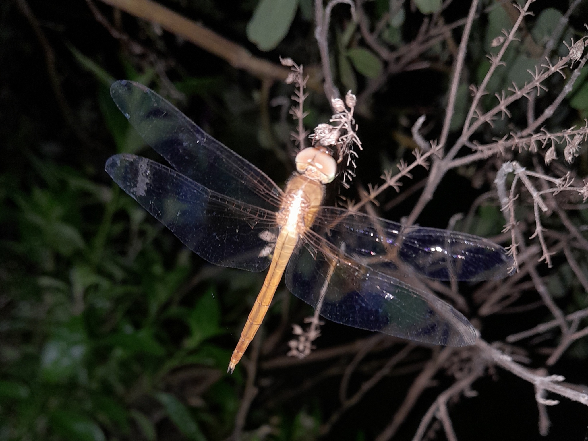 Coral-Tailed Cloudwing