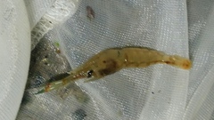 Macrobrachium asperulum