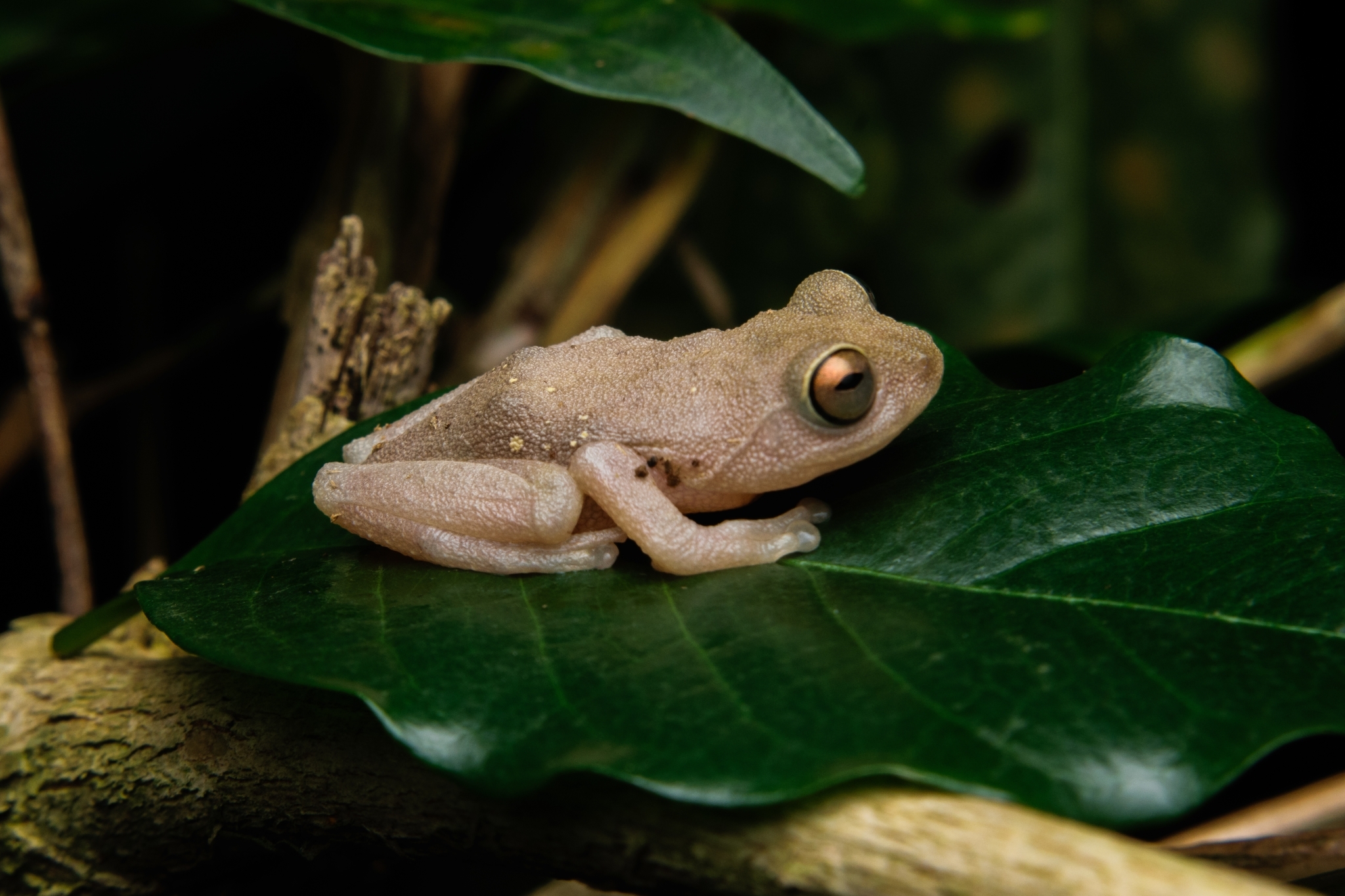 Ponmudi Canopy Bush Frog