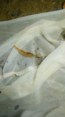 Macrobrachium asperulum