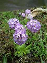 Primula denticulata