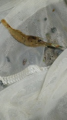 Macrobrachium asperulum