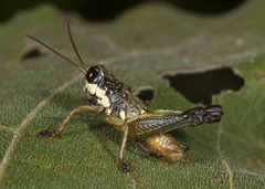 Rhachicreagra nothra