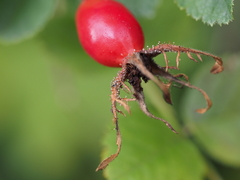 Rosa rubiginosa
