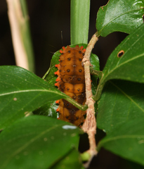 Eterusia aedea formosana