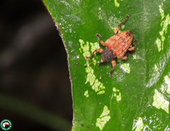 Conotrachelus trigonalis