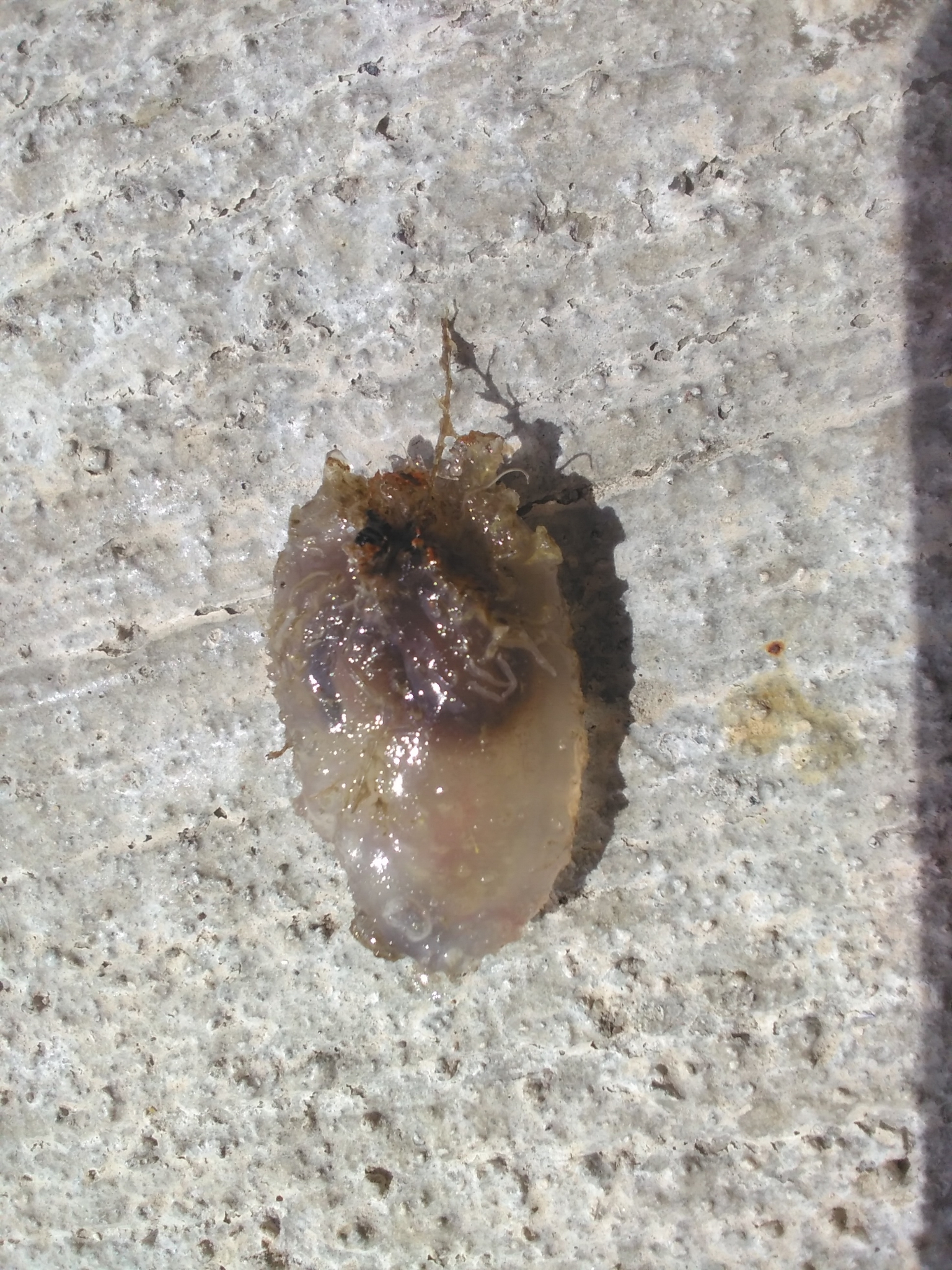 Ascidiella aspersa (Müller, 1776)