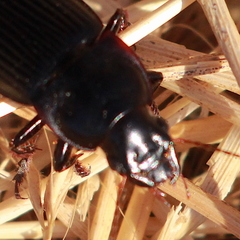 Harpalus caliginosus