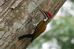 Common Flameback photo 2