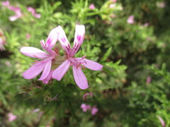 Pelargonium
