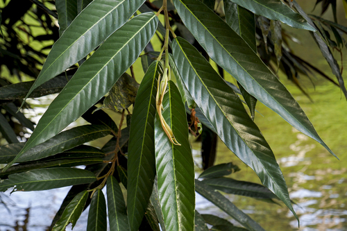 Dipterocarpus oblongifolius observed 2025-05-11