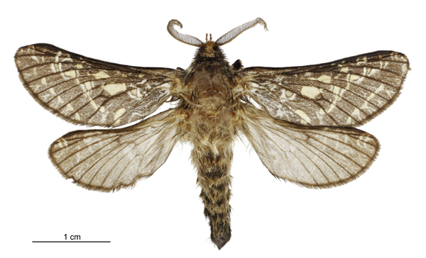 Aoraia senex