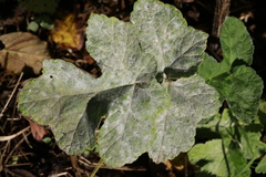 Erysiphe heraclei