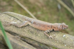 Tropidurus melanopleurus