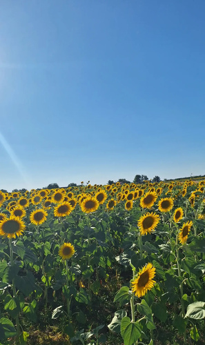 Common Sunflower