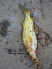 Pimelodus maculatus