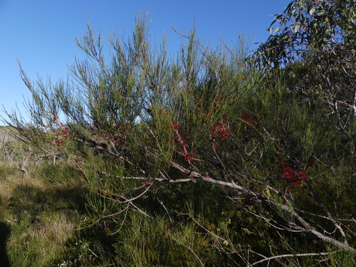 Allocasuarina emuina observed 2025-07-04