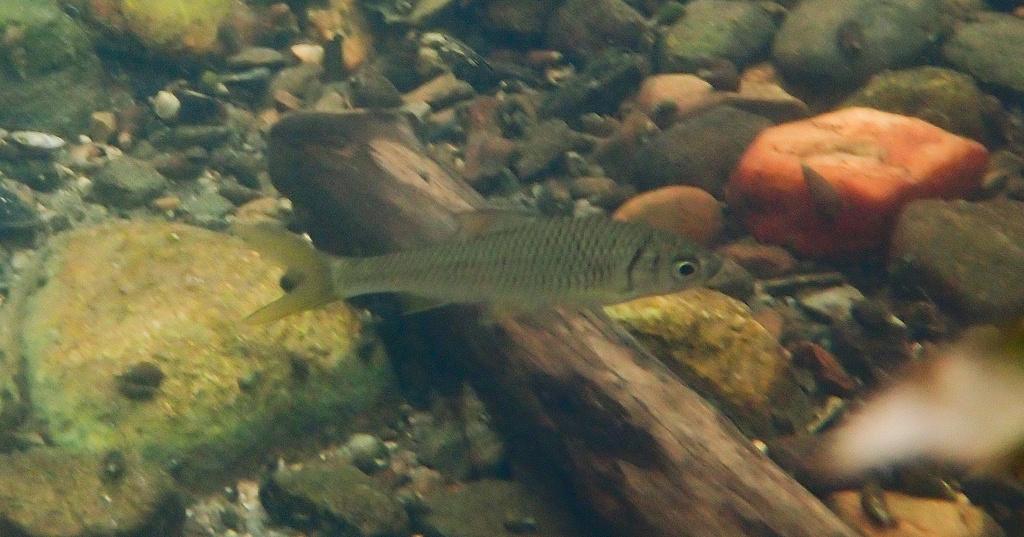 Bilih (Mystacoleucus padangensis)