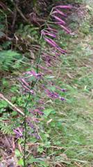 Notoseris melanantha