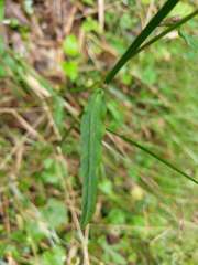 Notoseris melanantha