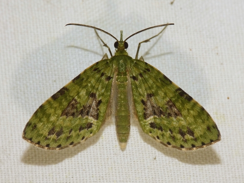 Sauris cirrhigera