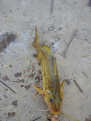 Pimelodus maculatus
