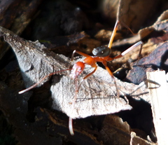 Leptomyrmex tibialis