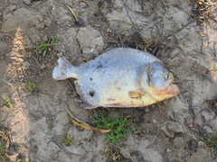 Pygocentrus nattereri