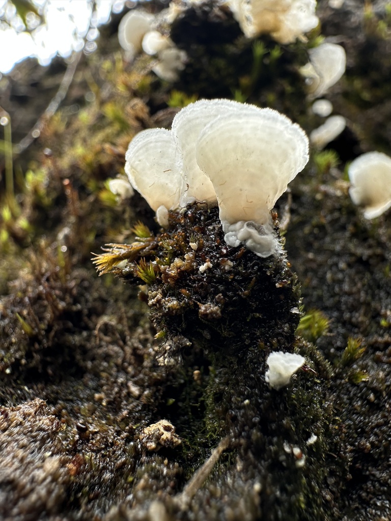 Cyphellostereum pusiolum · July 2025 · photo: © nbareschu (iNaturalist, cc-by)