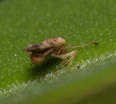 Trachypeplus chinensis