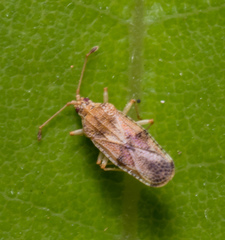 Trachypeplus chinensis