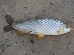 Megaleporinus obtusidens