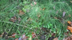 Equisetum telmateia telmateia