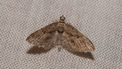 Eupithecia oxycedrata