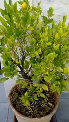 Citrus × microcarpa