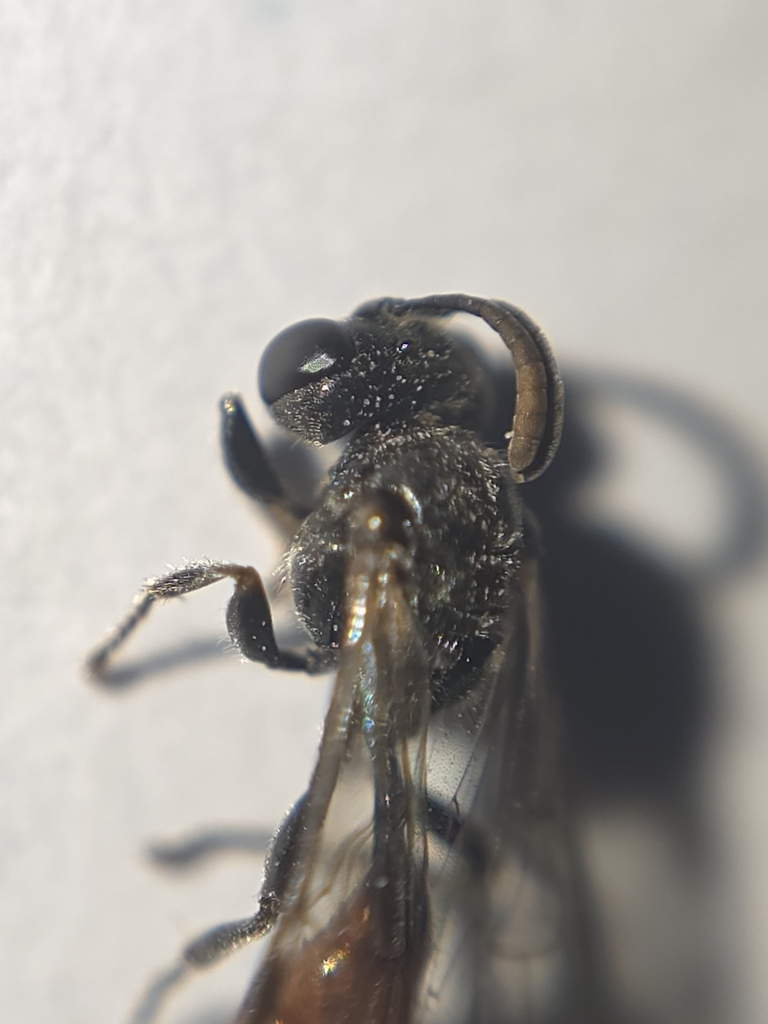 Mimesa equestris