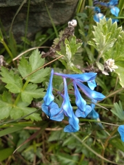 Corydalis cashmeriana