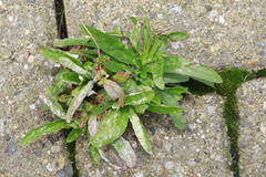 Podosphaera epilobii