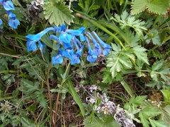 Corydalis cashmeriana
