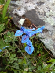 Corydalis cashmeriana