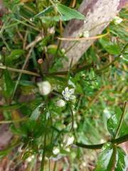 Swertia macrosperma