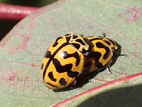Tasmanian Ladybird photo 3