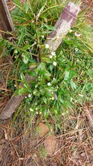 Swertia macrosperma