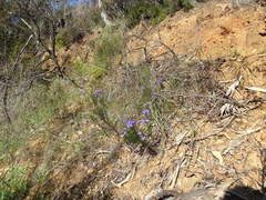 Cheiranthera alternifolia