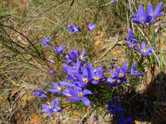 Cheiranthera alternifolia