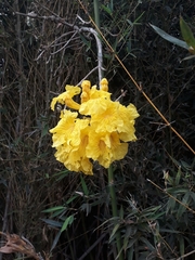 Handroanthus ochraceus