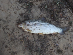 Megaleporinus obtusidens